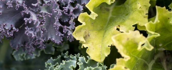 Superfoods For Thyroid Conditions